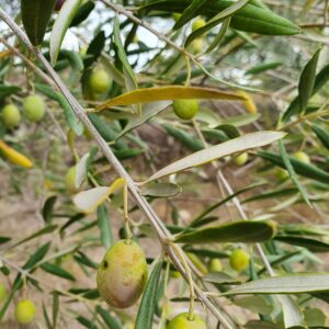 Detailed shot of unripe olives on a tree branch, highlighting natural textures.