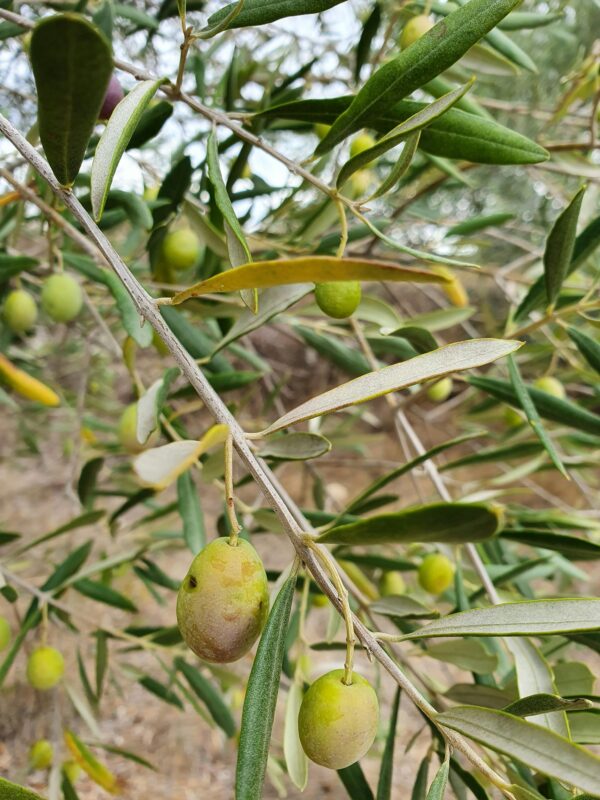 Detailed shot of unripe olives on a tree branch, highlighting natural textures.