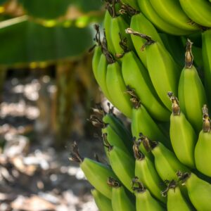 Vibrant green unripe bananas clustered on a tree, captured outdoors in Yeri.