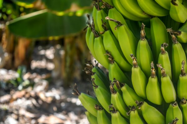 Vibrant green unripe bananas clustered on a tree, captured outdoors in Yeri.